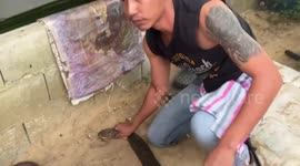 Locals catch massive king cobra down the side of building