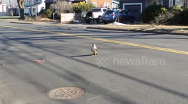 Red-tailed Hawk Stopping Traffic To Scrape Roadkill From Street And Fly Away