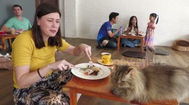 Cat cafe in Thailand has customers feline fine