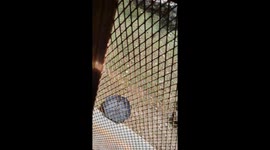 I got my umbrella in aligators cage
