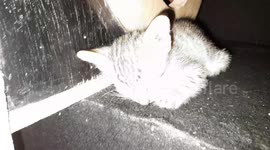 The three cute funny colorful little kitten sleep on table in India .