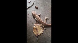 A Friendly Wild gecko's i touch