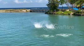 Adorable trained dolphins amaze crowd in Montego Bay, Jamaica