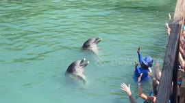 Dolphins dancing and doing flips in hanover Jamaica at dolphin cove Montego Bay they like to move it move it.