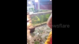 Philippines: M6.1 Quake Jolts Davao Region - Outdoor Fish Tank Water Sloshes Violently