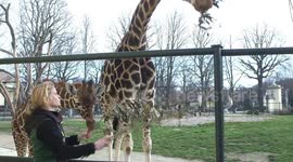 Baby giraffe and baby orangutan enjoy life next to their mothers in Vienna Zoo, Auztria