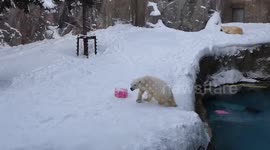 Playful polar bears slide around snow with ball during cold spell in Japan