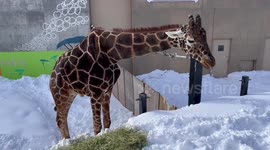Baby giraffe nibbles on snow during cold spell in Japan