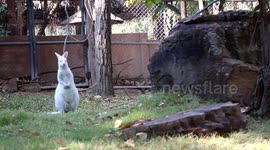 'Extremely rare' newborn albino wallaby impresses visitors at zoo in northeast Thailand