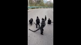 Endangered Francois' leaf monkeys line up to ask food from tourists politely