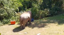 Friendly wild elephant shows up at park lodging area and entertains tourists