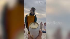 Smart pet parrot opens owner’s beer can using beak