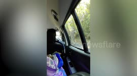 Huge wild elephant checks out cars stuck in traffic jam along forest road