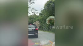 Strolling wild elephant towers over passing cats at forest road in Thailand