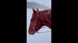 Little girls dream comes true as she dressed lile a cinderella on her favourite horse.