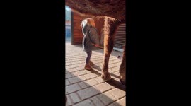 Little girl trying to brush her horse of from the mud