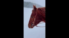 In this video little girls dream comes true as she dresses like a cinderella on her favourite horse.