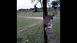 The cute kitten climbing a tree .  Playing with the cute cat climbing the tree.