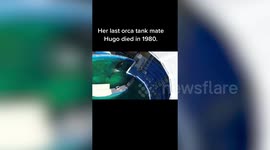 Heartbreaking footage shows animals at Miami Seaquarium in tiny pools just METRES away from the ocean