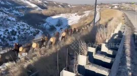 Dozens of elk crossing a highway in Salt Lake City, Utah force traffic to a halt
