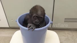 SO CUTE! Newborn gorilla sits on plastic bucket while being weighed in Japan