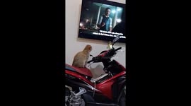 Interesting moment when the cat sits on a motorbike to watch a movie on TV