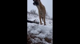 Ukrainian soldier shelters dog in trench from overhead fire