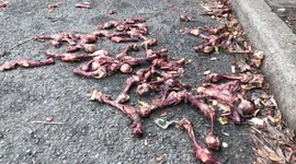 Inside one of 'Britain's grimmest suburbs' where rubbish and rotting MEAT is dumped on the streets