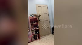 Smart pet cat opens door to leave bedroom