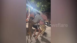 Dog stands on its legs and joins owners on train dance