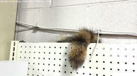 Wild raccoon leads Colorado police on indoor chase after getting STUCK in wall of local store