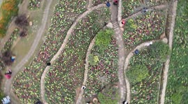 Tourists Visited Goldfish Grass Scenic Spot in Nanning, China