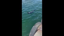 A Very Friendly Seal In Cape Town South Africa