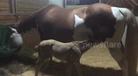 Bolero new baby Dakota