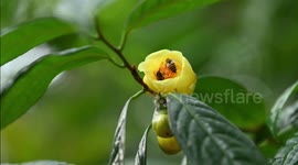 Golden-flower Tea Blooms In Nanning, China
