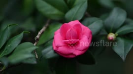 Camellia Flowers Bloom In Nanning, China