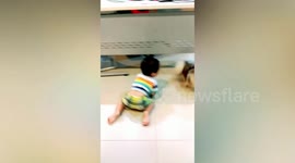 Sweet pet dog and toddler play peek-a-boo under office desk