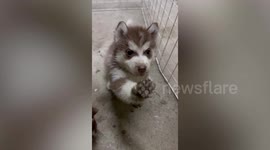 Amusing pet pet Siberian Husky puppy shows dirty paw to owners