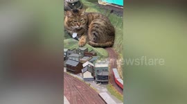 Pet cats disrupt toy train travelling around miniature town in Japan