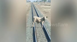 Cow in David and Goliath stand-off with train after driver stops to let herd cross the line