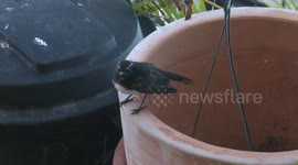 Noisy, begging Willie Wagtail chick gets disciplined by its annoyed parent.