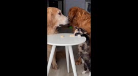 Funny video of dogs having treat robbed from under their noses by cheeky cat during patience test