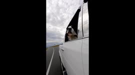 The adorable Saint Bernard dog enjoys truck rides captured on GoPro