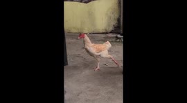 The adorable moment of the cat and chicken's playful chase
