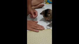 Clever cat in Indonesia captivates audiences by copying a coin trick