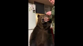 Russian man risks his hand as he brushes his adorable bear's teeth in his kitchen