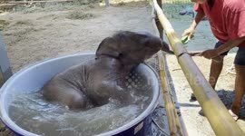 Baby elephant cools off in tub of water in Thailand