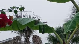 Bird taking a bath on a banana plant leaf.