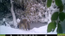 A coyote visits a pond in Idaho 2 times in snow, once during daylight and the other time while is was dark outside and snowing.