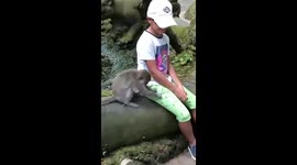 monkey tries to steal something from a boy's pocket
